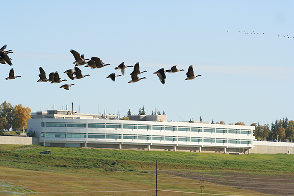 Geese fly in front of the Butrovich building at ӰɴýF