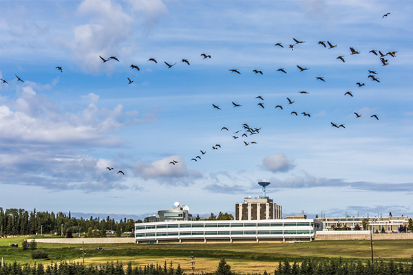 Birds fly in field at ӰɴýF campus